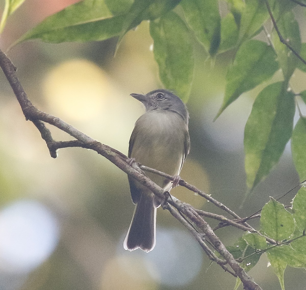 Yellow-olive Flatbill - ML639490978