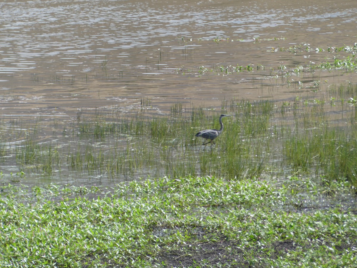 オオアオサギ - ML639490989