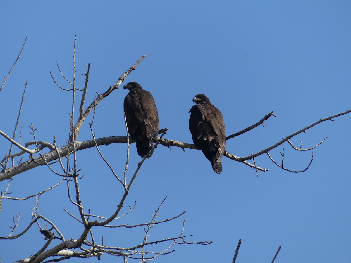 ハクトウワシ - ML639490999