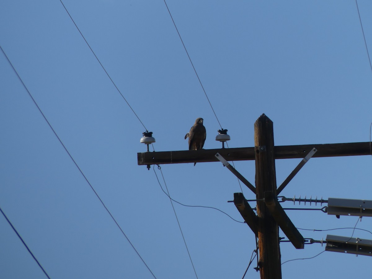 アレチノスリ - ML639491003