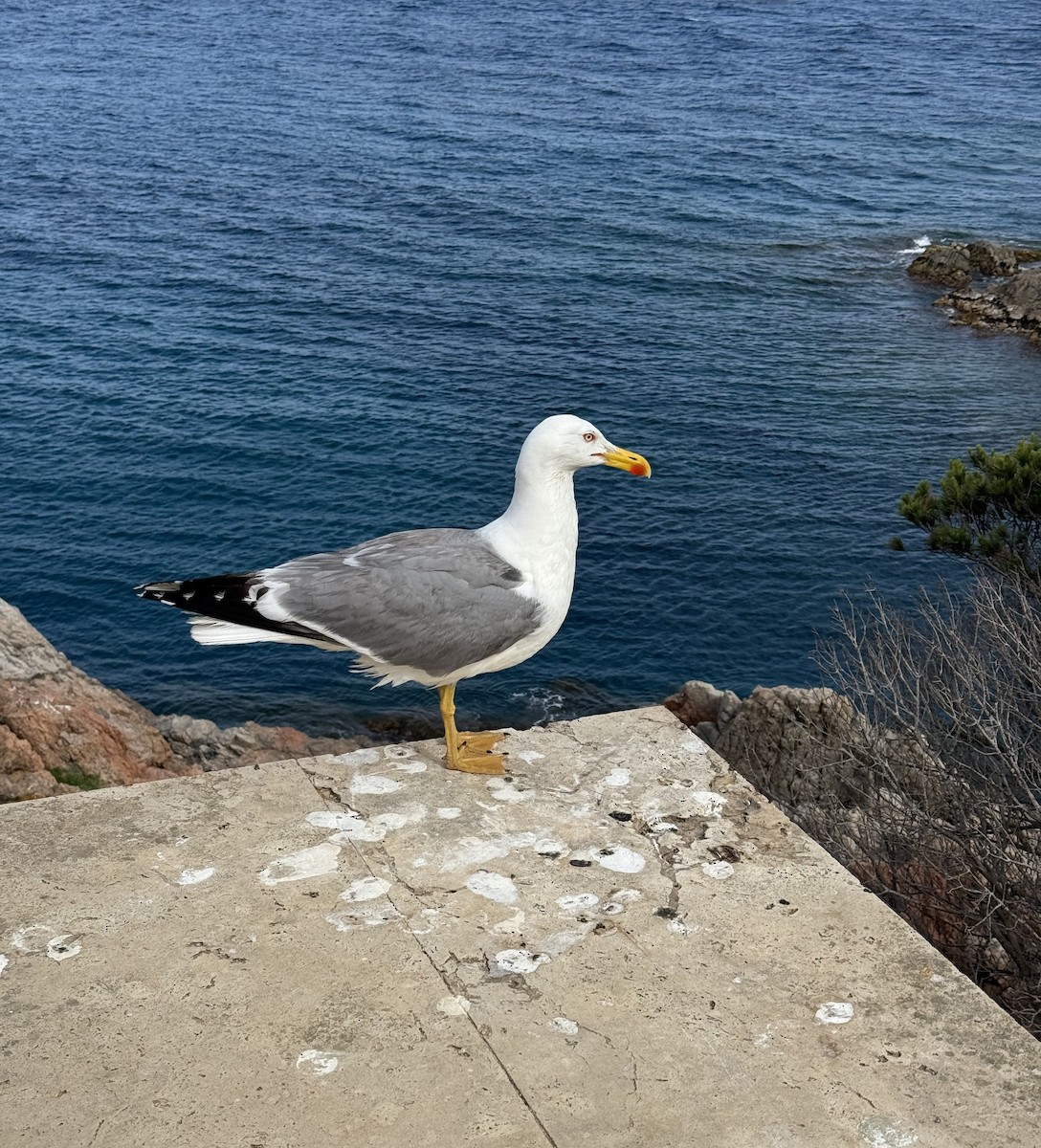 Yellow-legged Gull - ML639491021