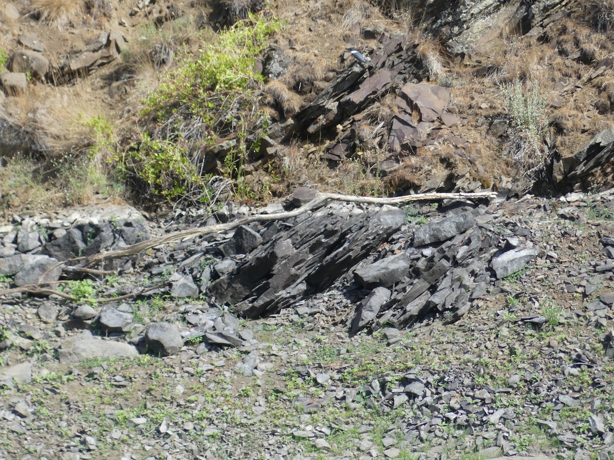 アメリカヤマセミ - ML639491023