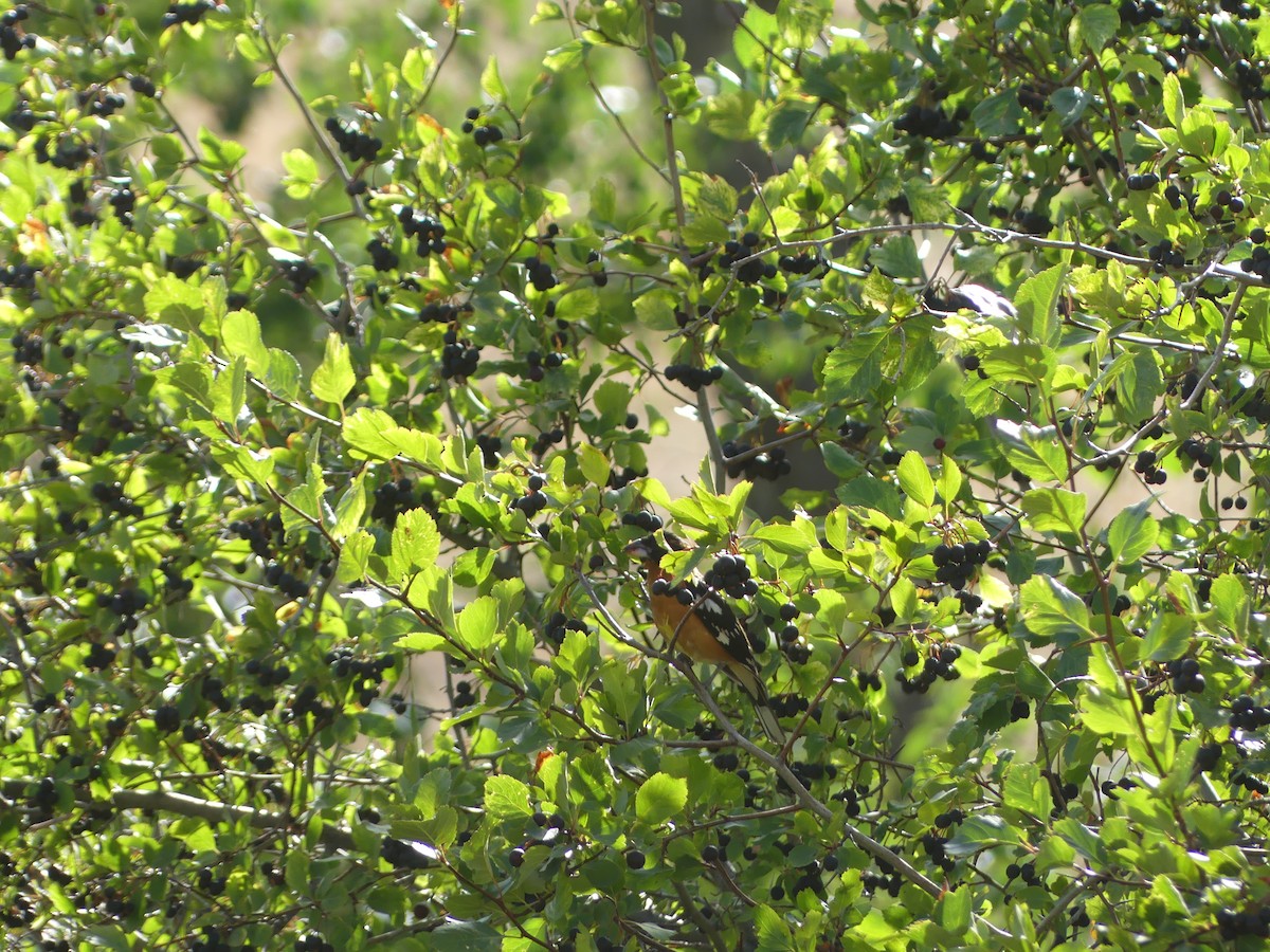 チャバライカル - ML639491035