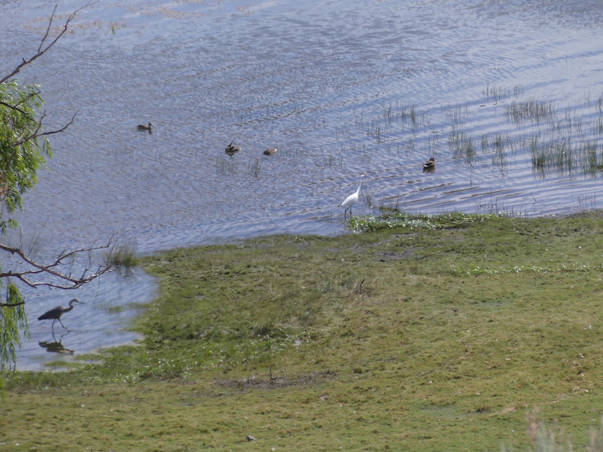 ダイサギ - ML639491068