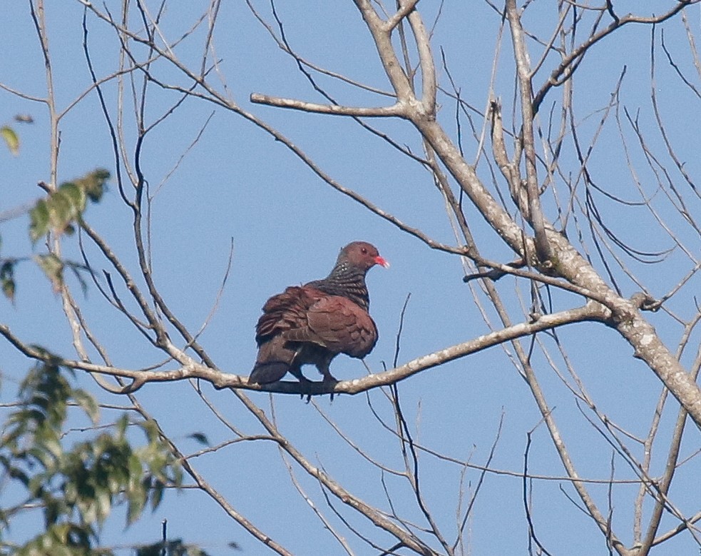 Scaled Pigeon - ML639491071