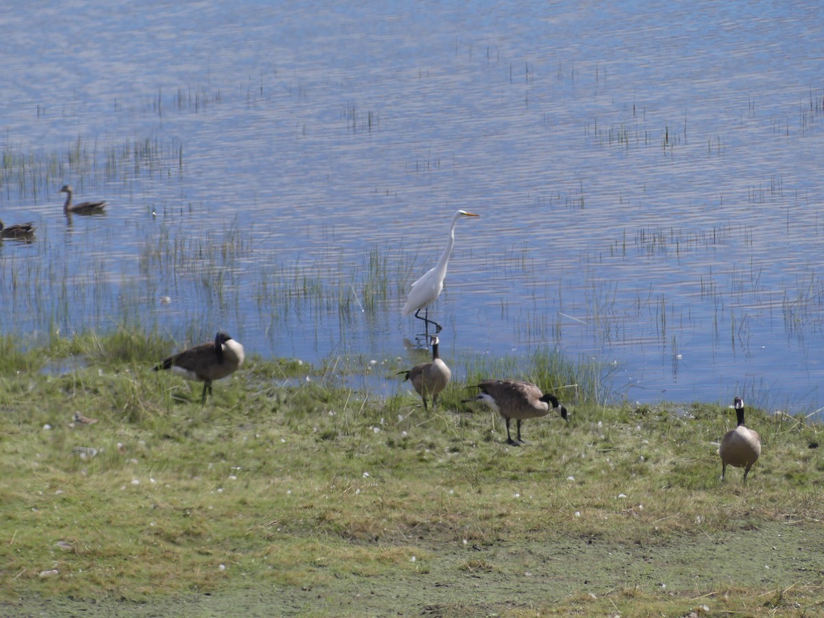 ダイサギ - ML639491090