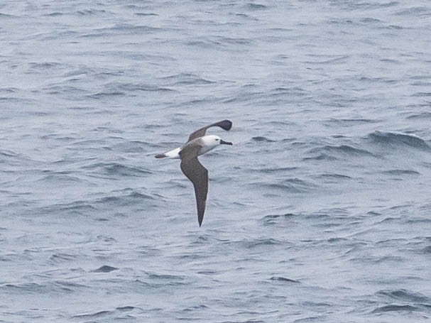 Atlantic Yellow-nosed Albatross - ML639491096