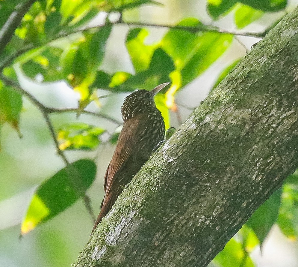 Streak-headed Woodcreeper - ML639491103