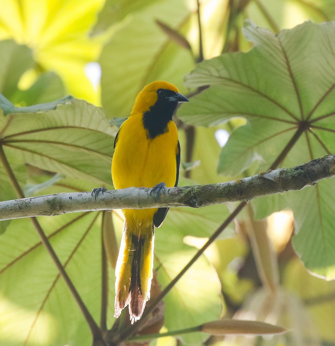 Yellow-tailed Oriole - ML639491117