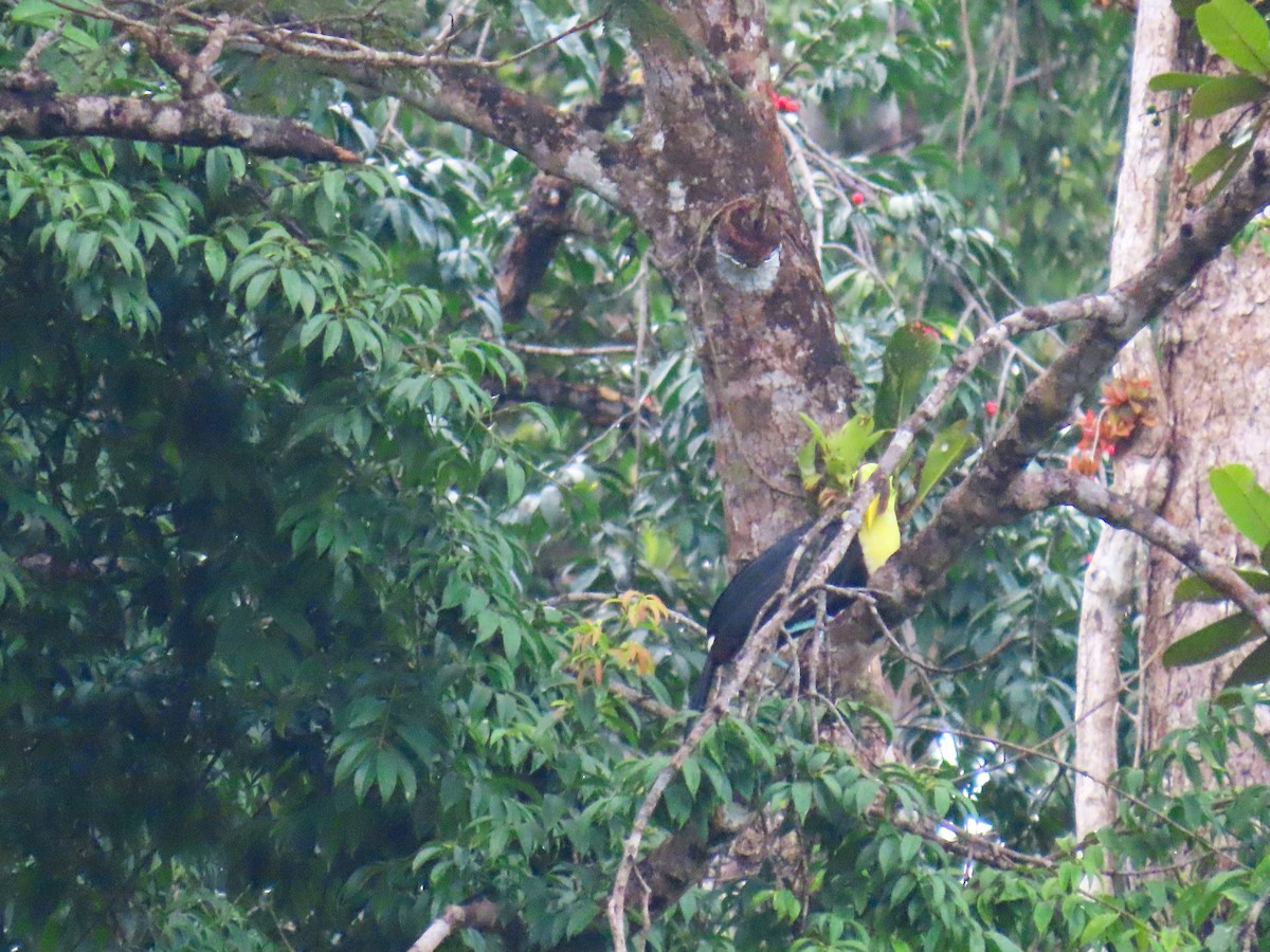 Yellow-throated Toucan (Chestnut-mandibled) - ML639491140