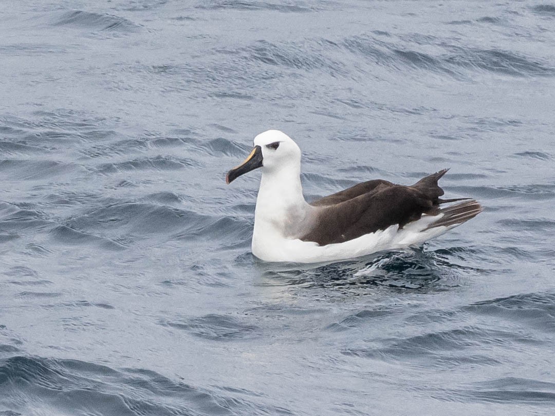 Atlantic Yellow-nosed Albatross - ML639491202