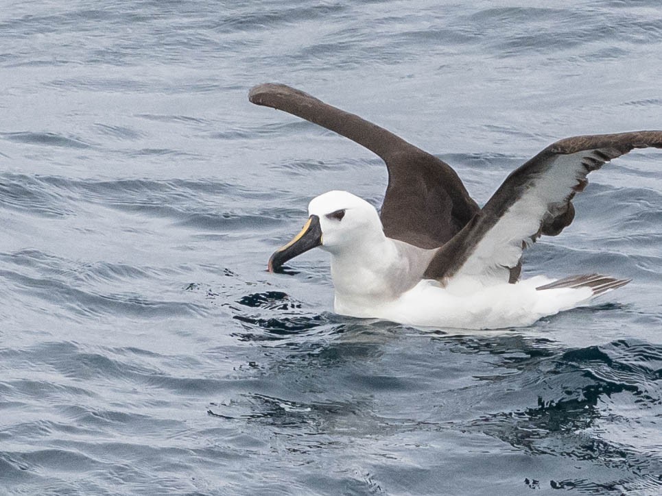 Atlantic Yellow-nosed Albatross - ML639491203