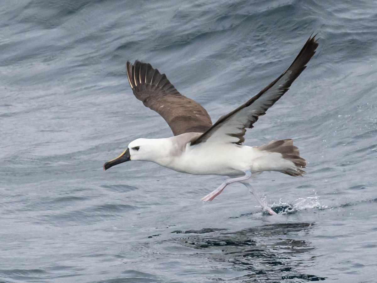 Atlantic Yellow-nosed Albatross - ML639491204