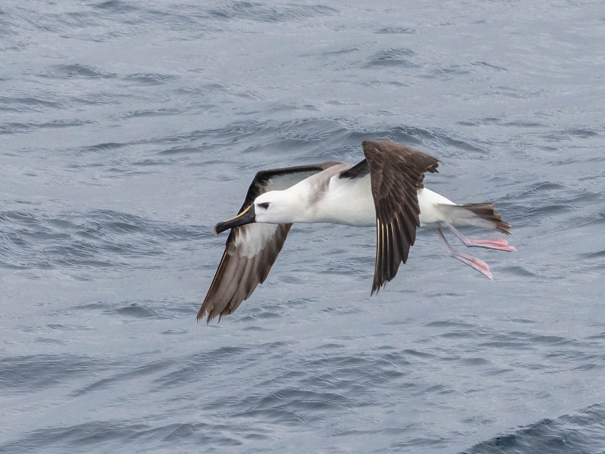 Atlantic Yellow-nosed Albatross - ML639491205