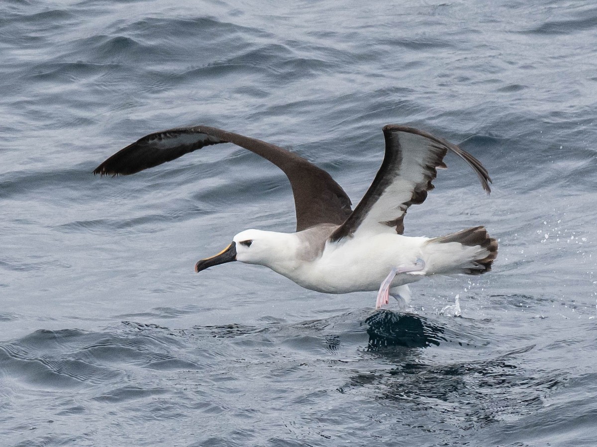 Atlantic Yellow-nosed Albatross - ML639491206