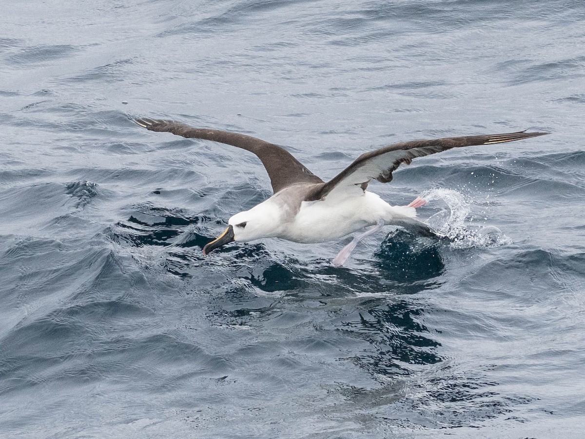 Atlantic Yellow-nosed Albatross - ML639491209