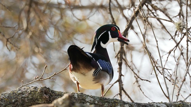 Wood Duck - ML639491246