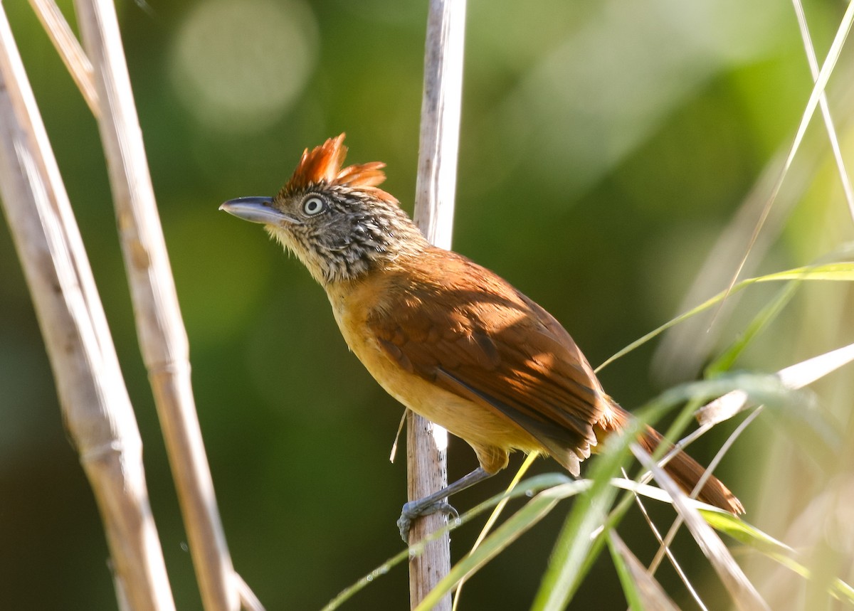 Barred Antshrike - ML639491368
