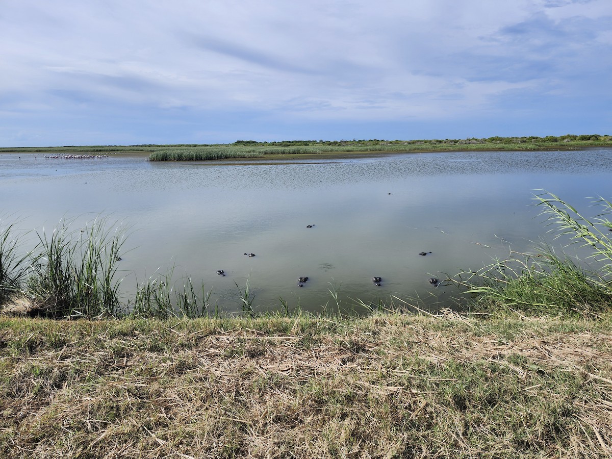 American Alligator - ML639491675