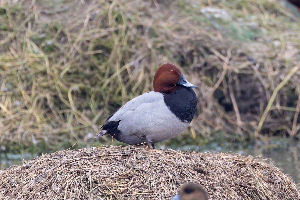 Elmabaş Patka - ML639491721