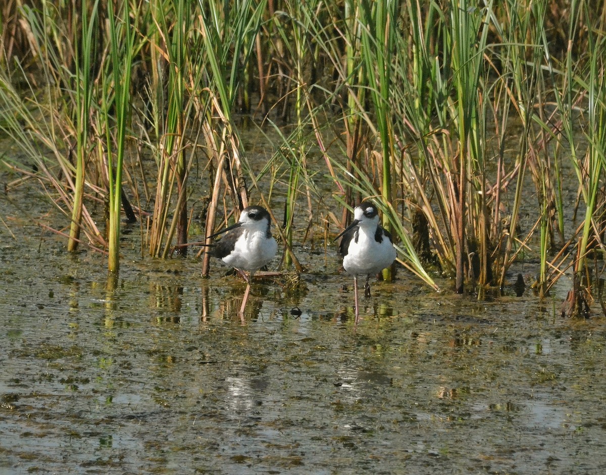 Black-necked Stilt - ML639491725