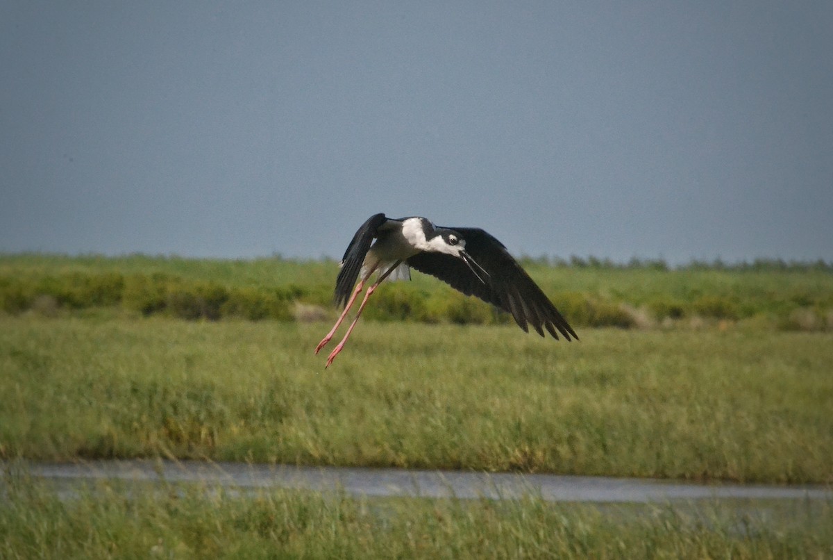 Black-necked Stilt - ML639491726