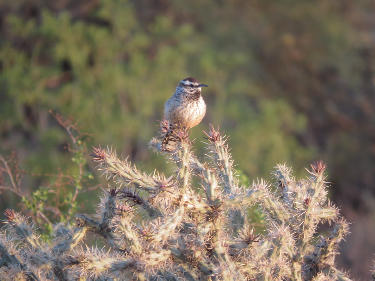 Cactus Wren - ML639491738