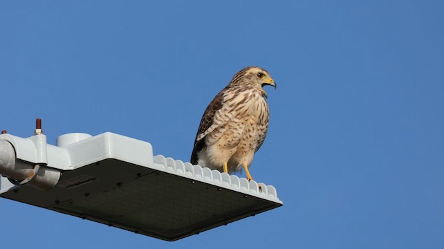 Roadside Hawk - ML639491760
