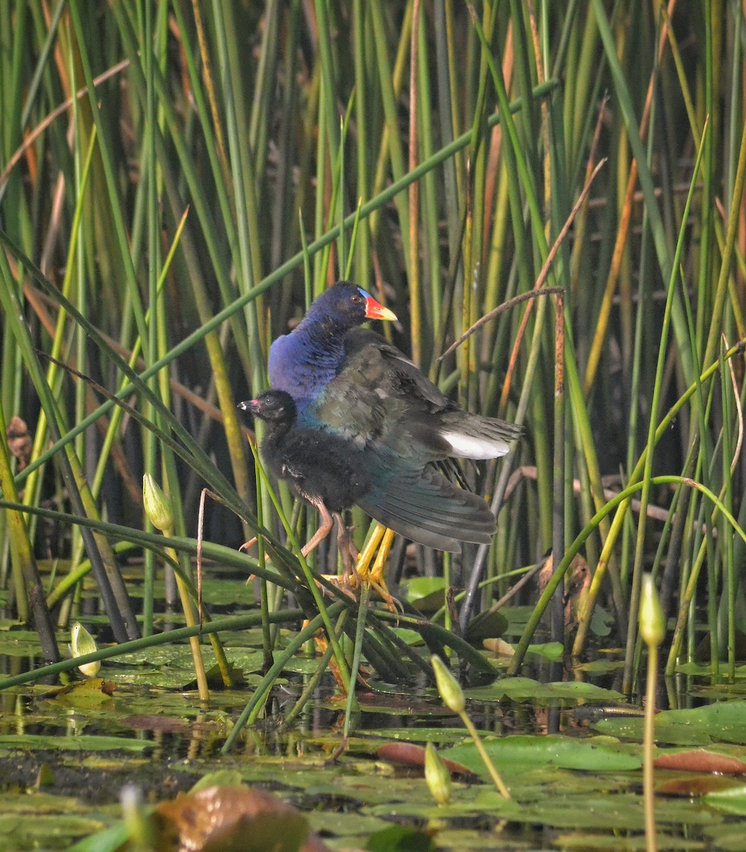 Purple Gallinule - ML639491768