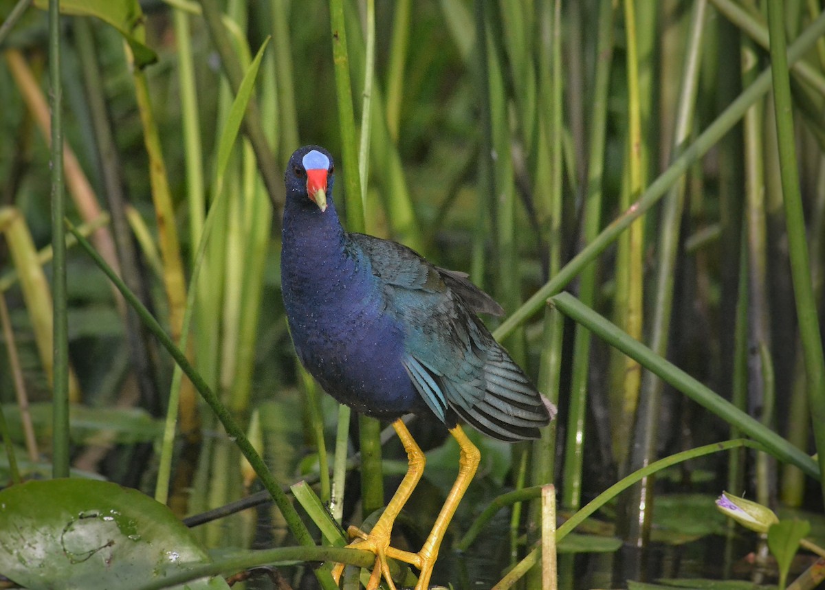 Purple Gallinule - ML639491769