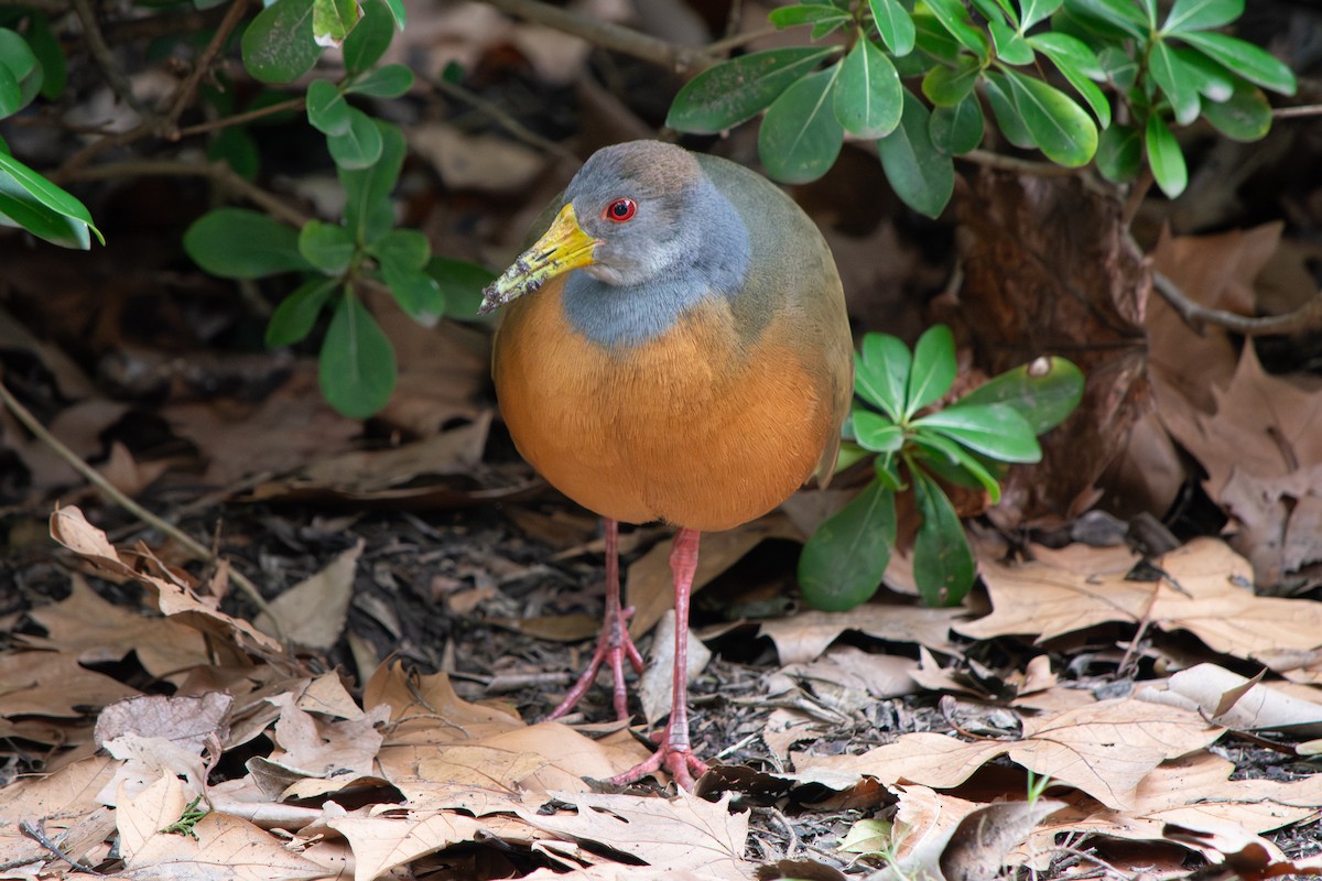 Gray-cowled Wood-Rail - ML639491772