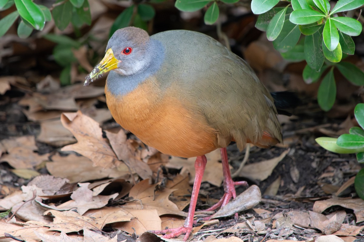 Gray-cowled Wood-Rail - ML639491773