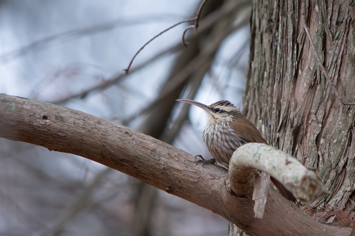 Narrow-billed Woodcreeper - ML639491785