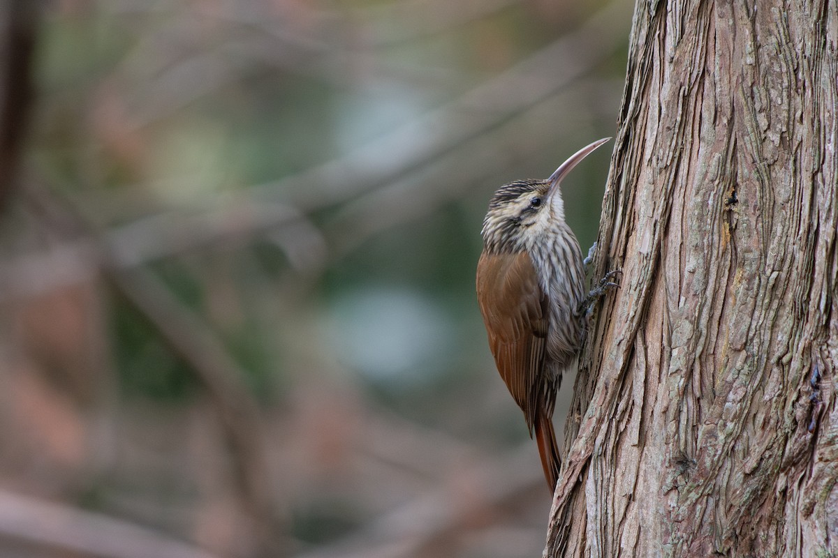 Narrow-billed Woodcreeper - ML639491786