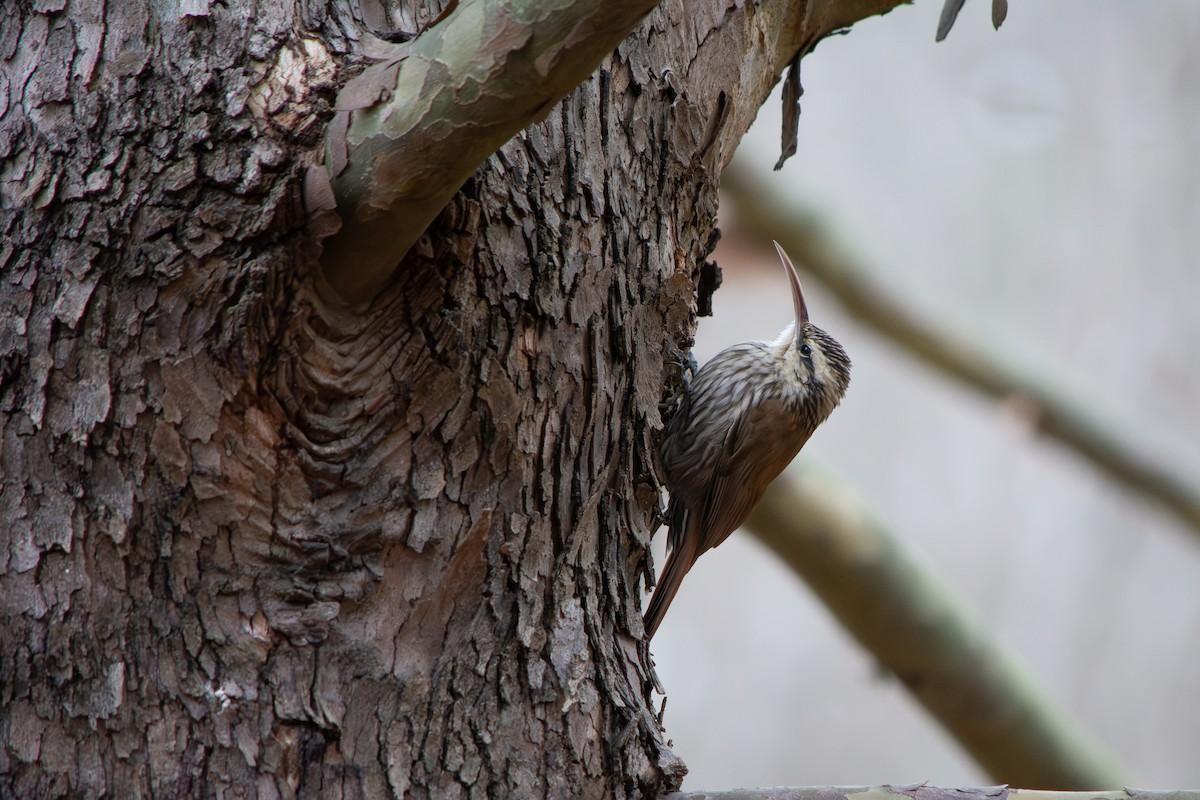 Narrow-billed Woodcreeper - ML639491787