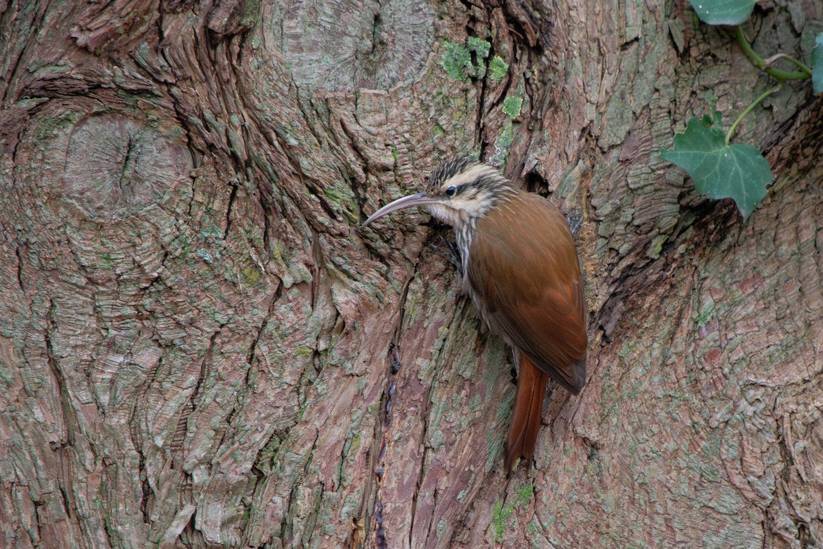 Narrow-billed Woodcreeper - ML639491789