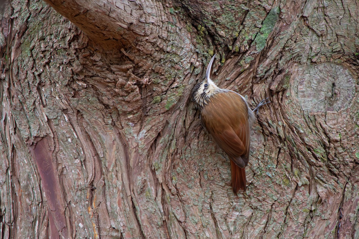 Narrow-billed Woodcreeper - ML639491790