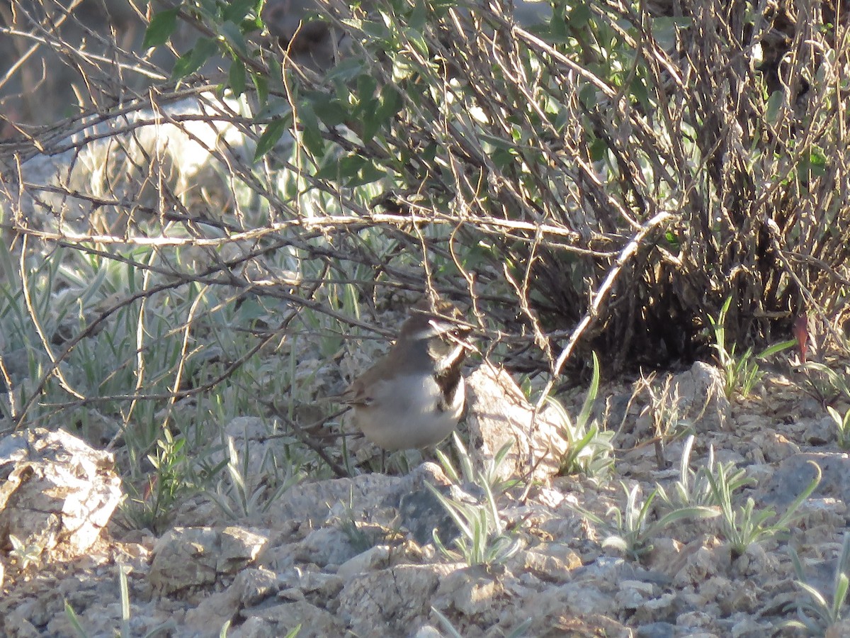 Black-throated Sparrow - ML639491793