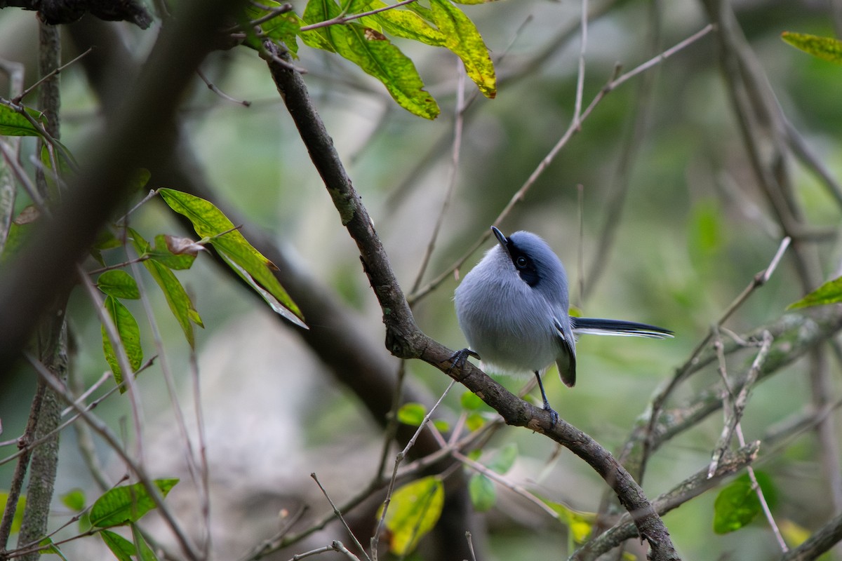 Masked Gnatcatcher - ML639491809