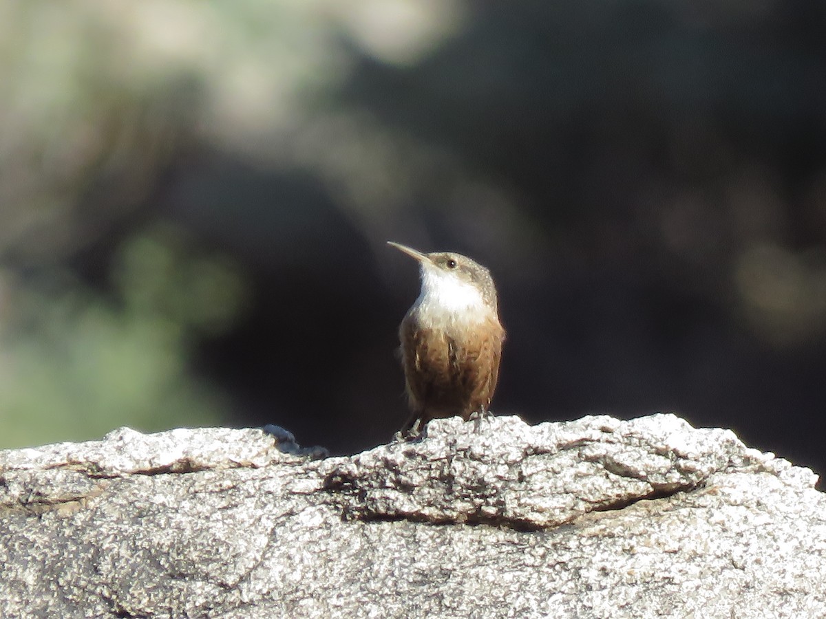 Canyon Wren - ML639491844