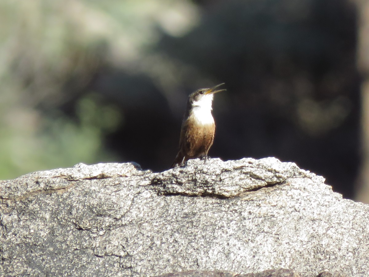 Canyon Wren - ML639491845