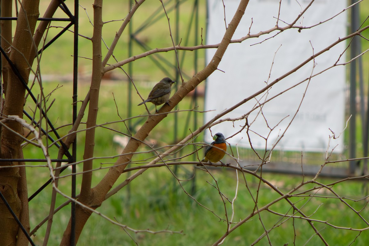 Blue-and-yellow Tanager - ML639491858