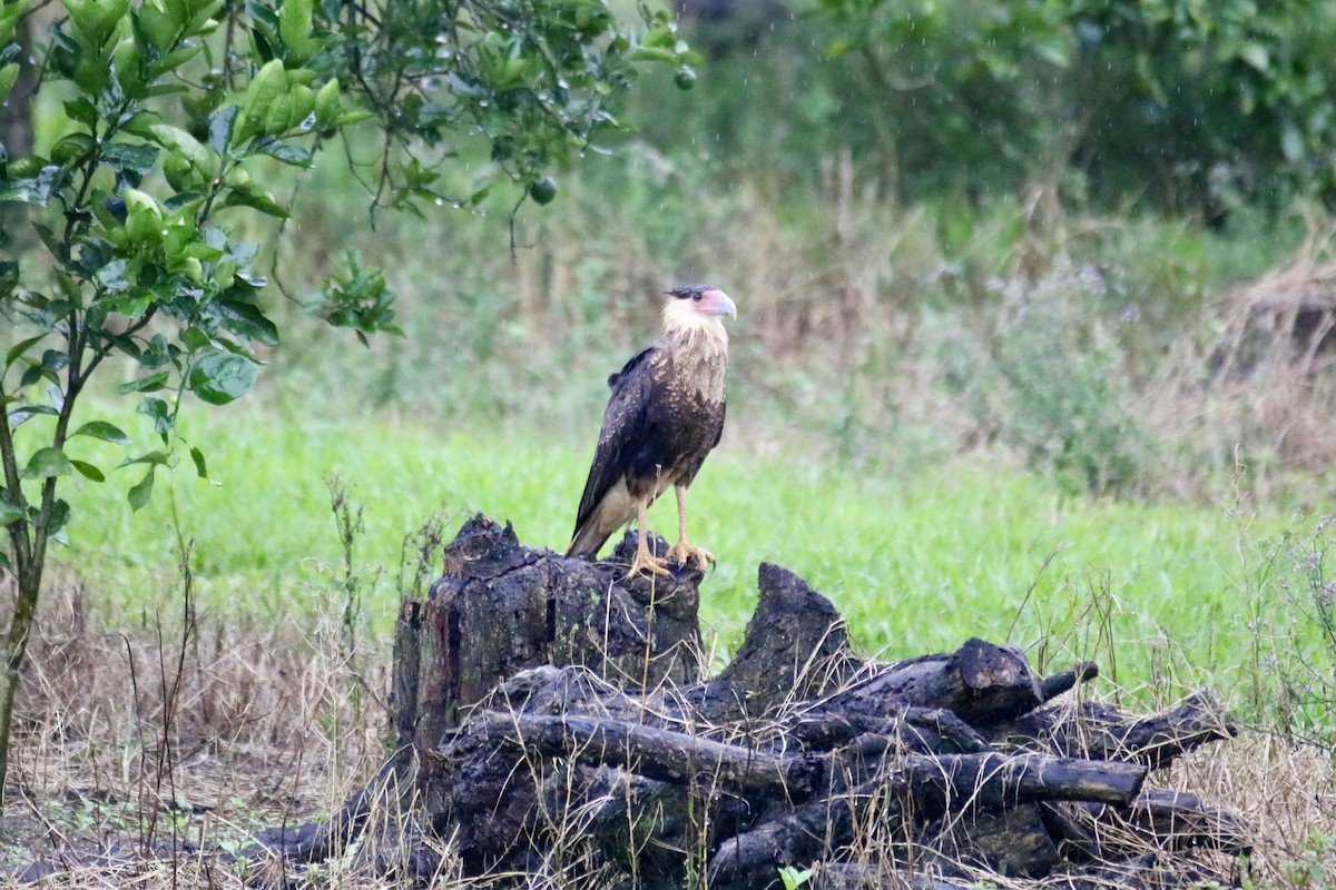 Crested Caracara (Northern) - ML639491863