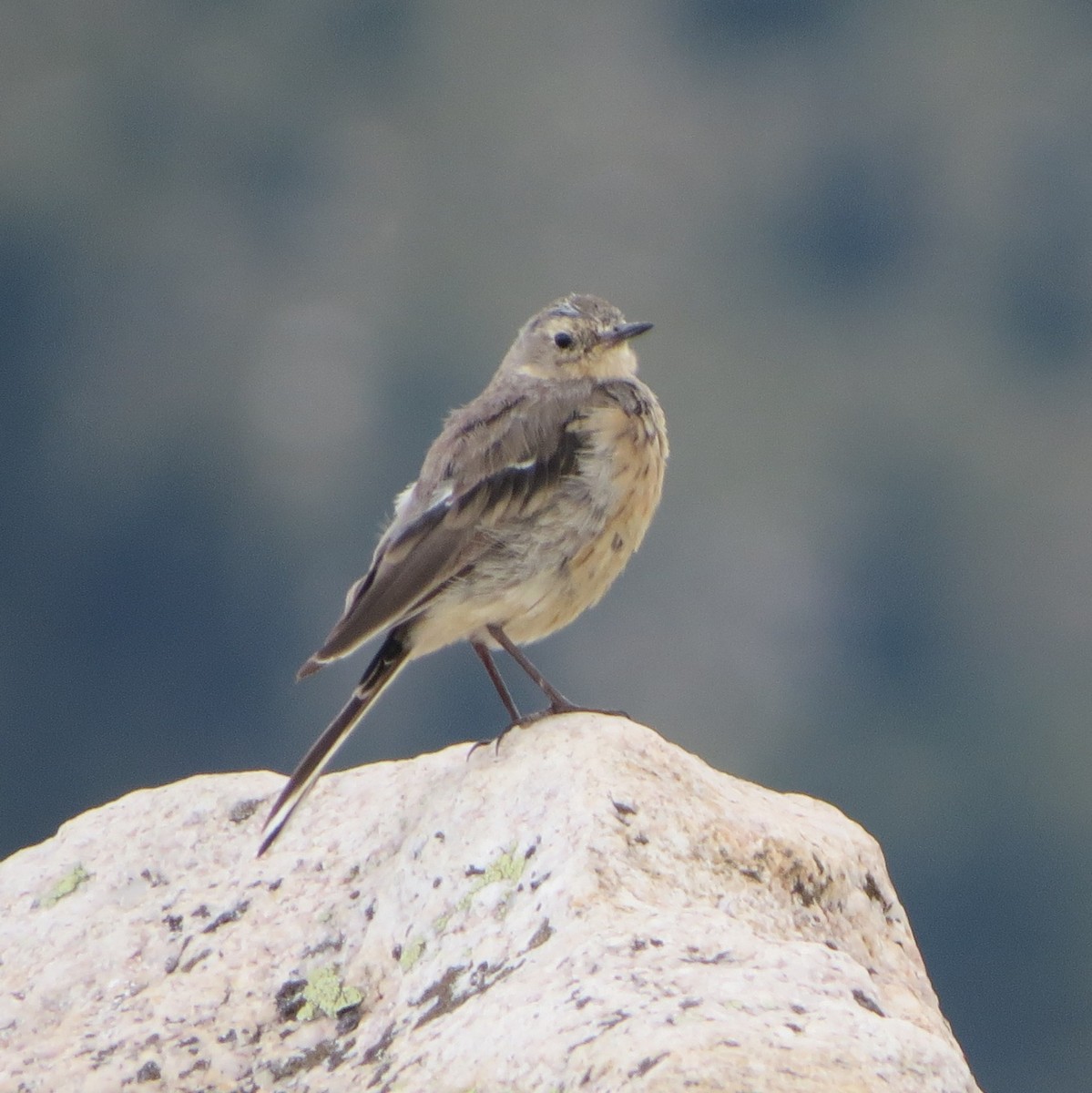 American Pipit - ML639491875