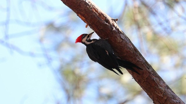 Pileated Woodpecker - ML639491902