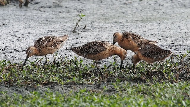 Bécassin à long bec - ML639491933