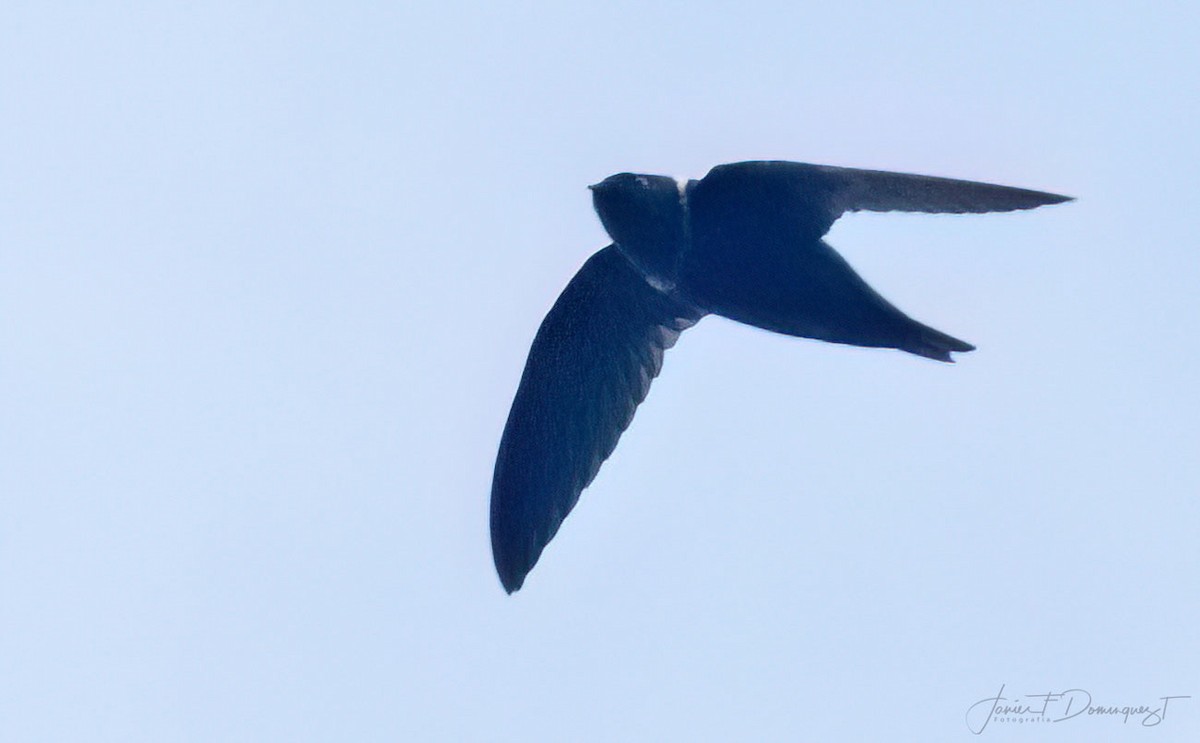 White-collared Swift - ML639492162