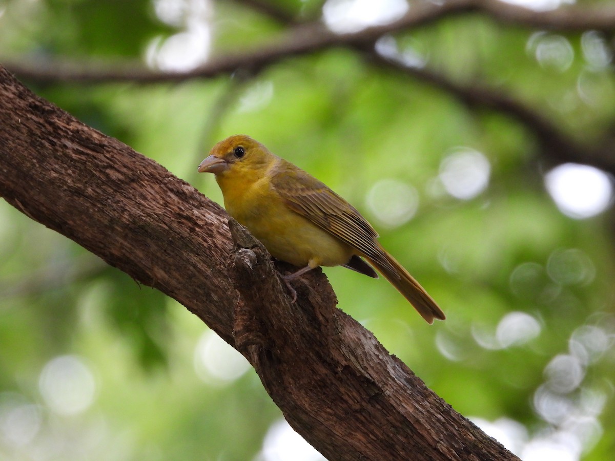 Summer Tanager - ML639492211