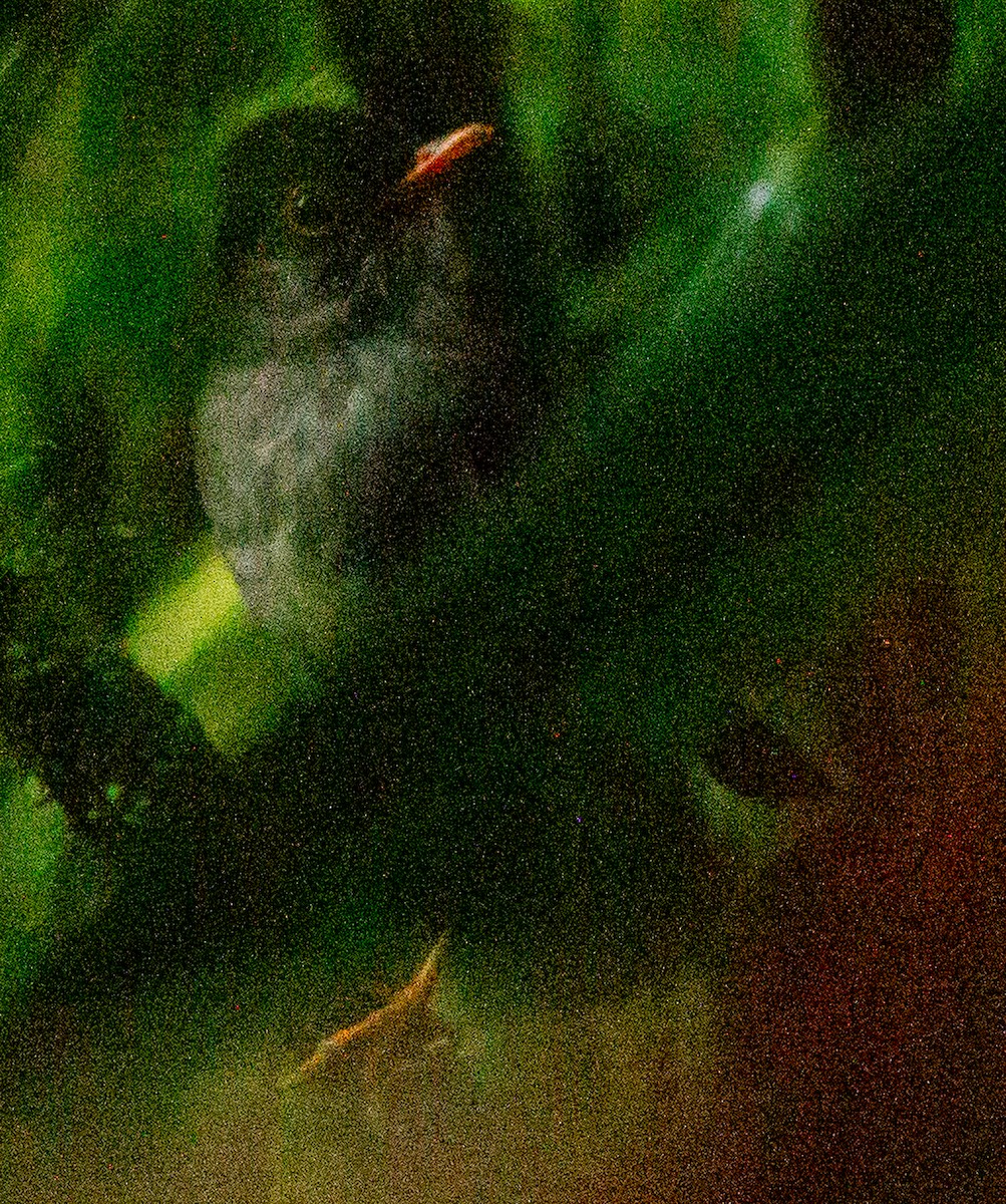 Black-headed Nightingale-Thrush - ML639492259
