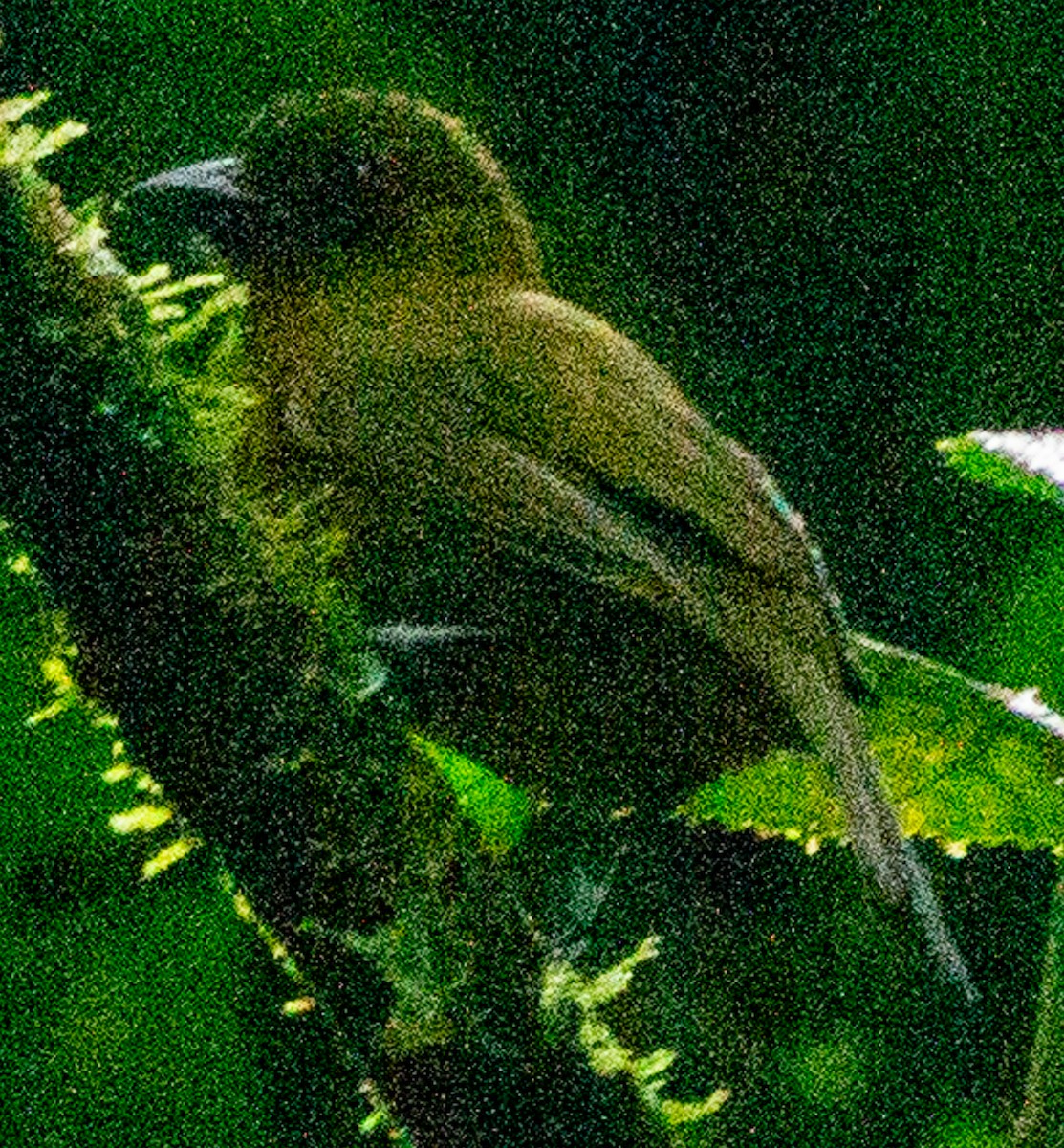 Carmiol's Tanager - ML639492272